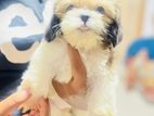 Shih Tzu Puppies