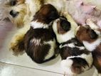Shitzu Puppies