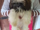 Shih Tzu Puppy