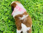 Shih Tzu Puppy