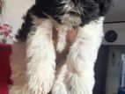 Shit Zu Male Puppy