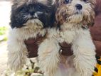 Shit Tzu Puppies