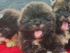 Shit Tzu Puppies