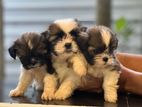 Shit Zu Puppies