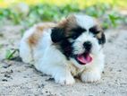 Shih Tzu Dog