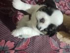 Shihtsu Dog