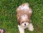 Shith Tzu Female Puppy