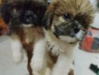 Shithzu Female Puppy