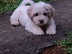 Shih Tzu Puppy