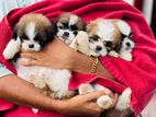 Shih Tzu Puppies