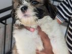 Shithzu Male Puppy