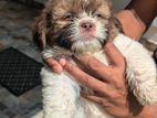 Shih Tzu Puppy