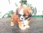 Shih Tzu Puppy