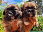 Shih Tzu Puppies