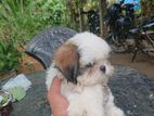 Shih Tzu Puppy