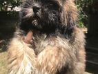 Shitzu Puppy