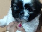 Shithzu Puppys