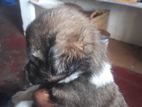 Shih Tzu Puppy