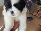 Shih Tzu Puppy