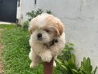 Shih Tzu Puppies