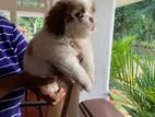Shi Tzu Puupy