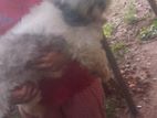 Shih Tzu Dog