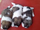 Shih Tzu puppies