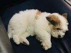 Shih Tzu Puppies