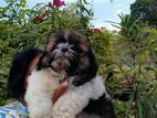 Shih Tzu Puppy