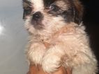 Shih Tzu Puppies