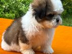 Shih Tzu Puppy