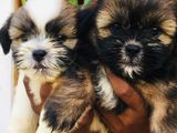 Shih Tzu Puppy