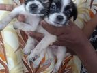 Shitzu puppies