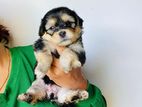 Shih Tzu Puppies