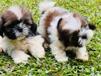 Shih Tzu Puppies