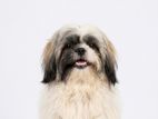 Shih Tzu Puppy