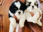Shih Tzu Puppies