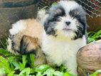Shih Tzu Puppies