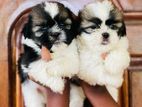 Shih Tzu Puppies