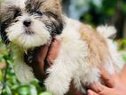 Shih Tzu Puppies
