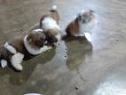 Shih Tzhu Puppies