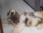 Shih Tzu Puppy