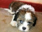 Shih Tzu Puppy