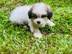 Shihtzu Puppies