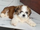 Shitzu Puppies