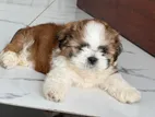 Shitzu Puppies