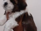 ShitTzu puppy