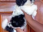 Shih Tzu Puppy