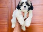 Shih Tzu Puppy