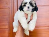 Shih Tzu Puppy